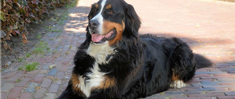 Grognements chez le chien